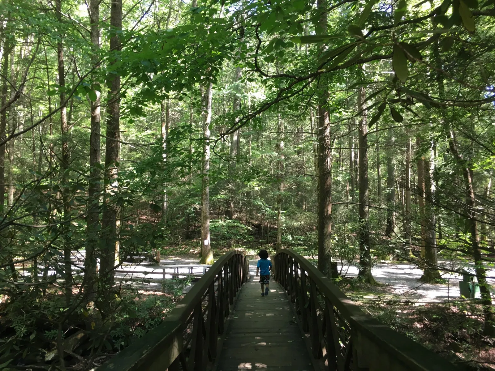 A boy walks across a wooden footbridge in a green forest.