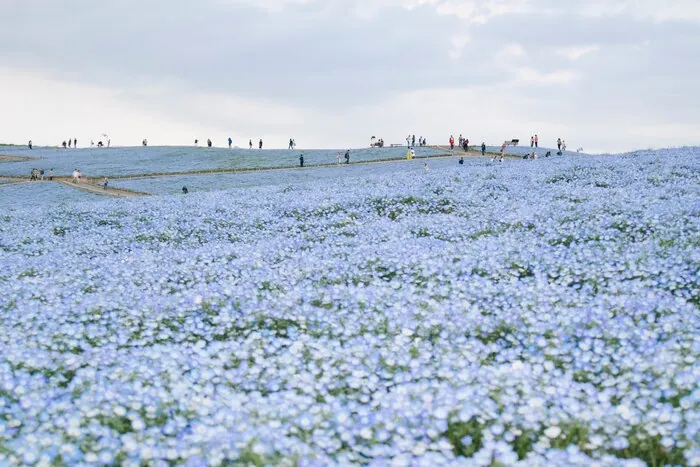Ibaraki for Groups: Hitachi Seaside Park, Mito and Kairakuen