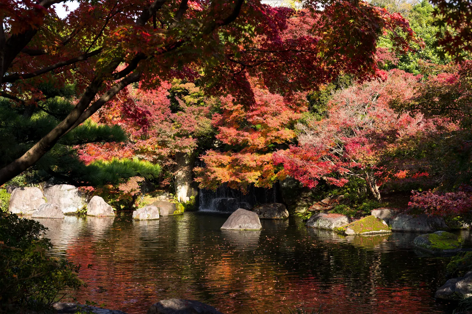 Autumn trees around a pond in a Japanese garden.