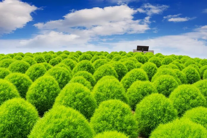 Kochia shrubs at Hitachi Seaside Park while still green: the hill turns red only from mid-October.