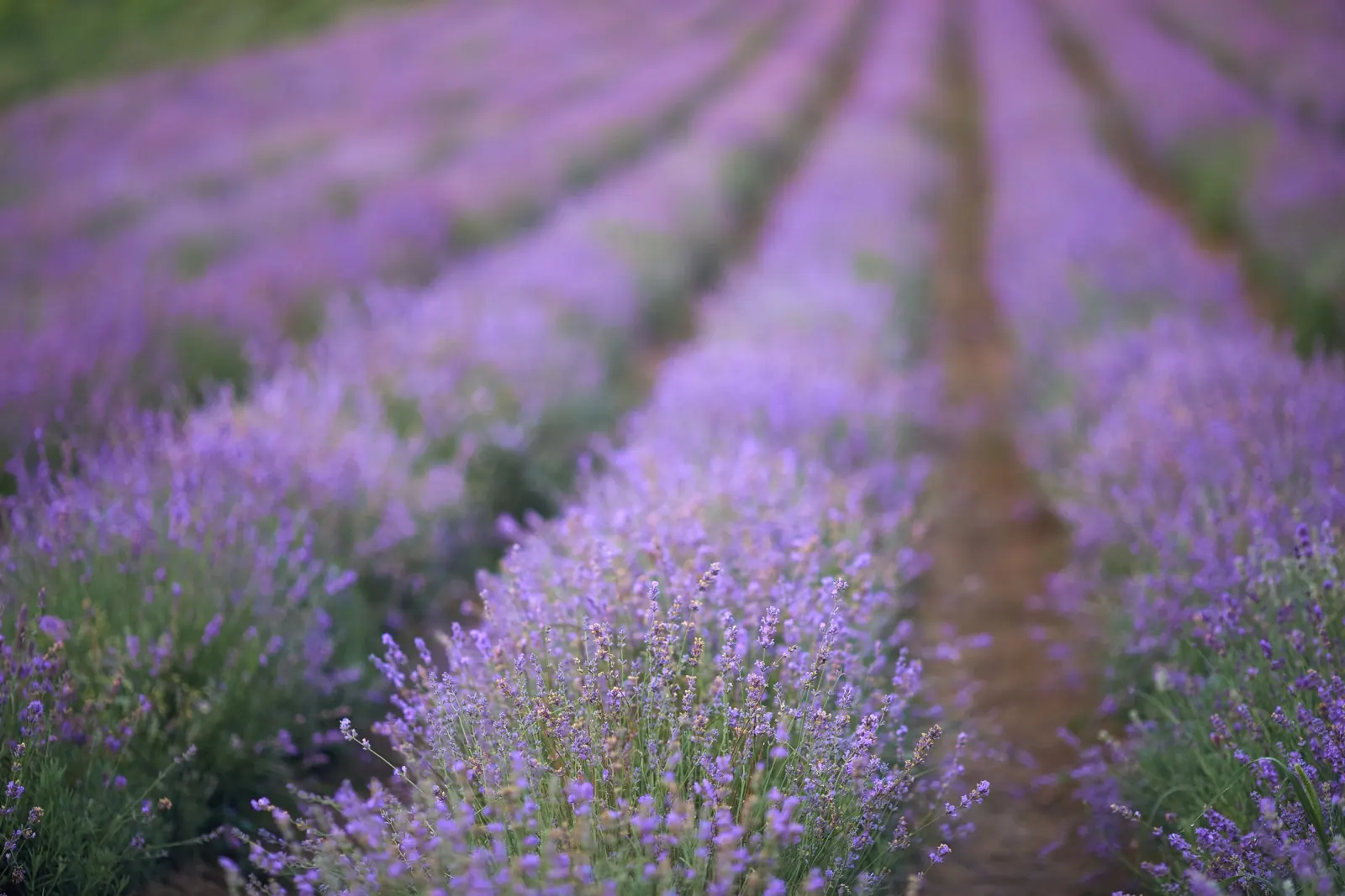 Rows of lavender in bloom stretch into the distance.