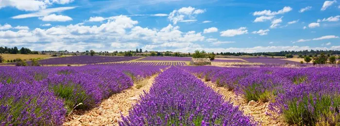 Rows of lavender under a summer sky: peak colour usually arrives around mid-July.