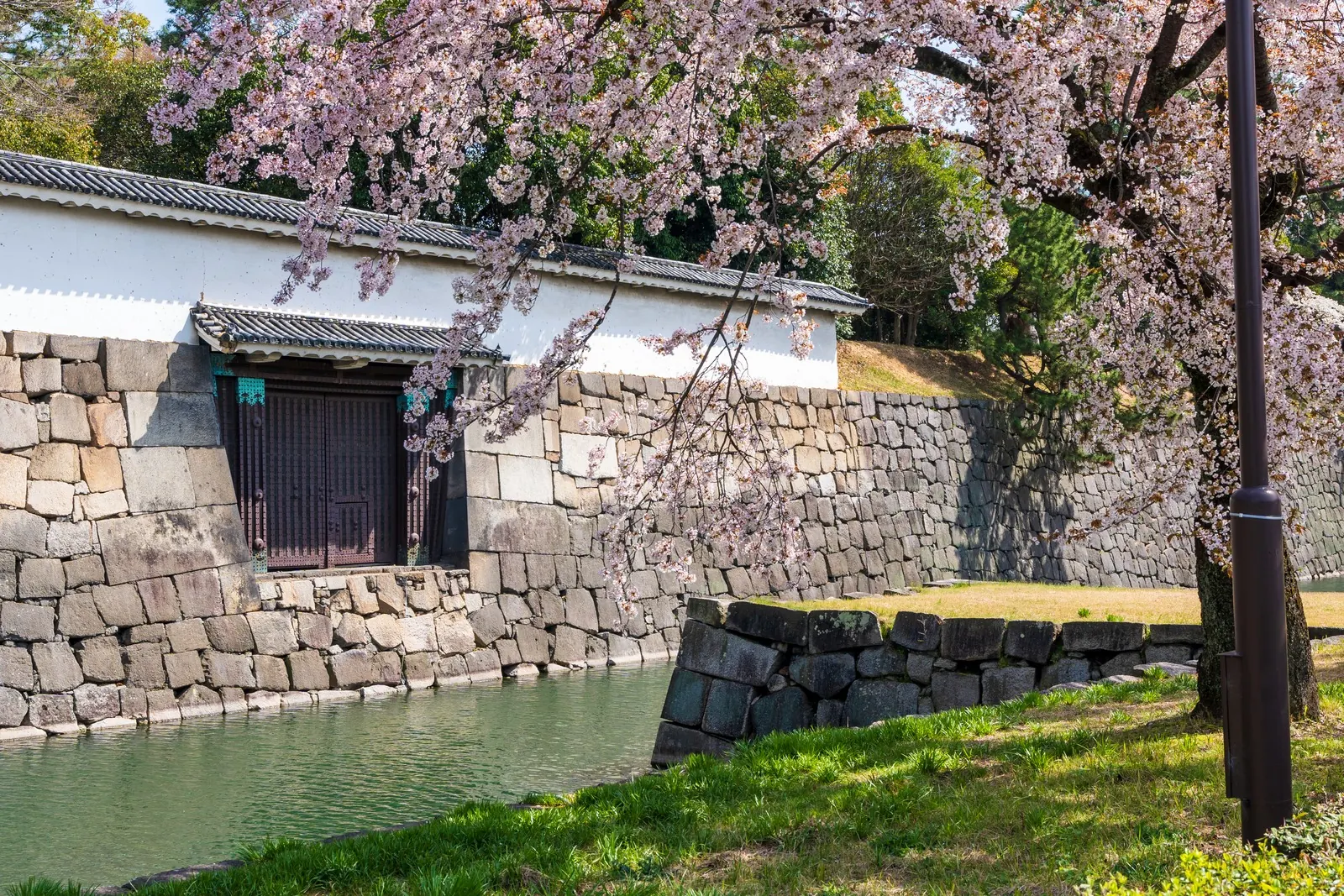 Cherry blossom along the moat of Nijo Castle in Kyoto.