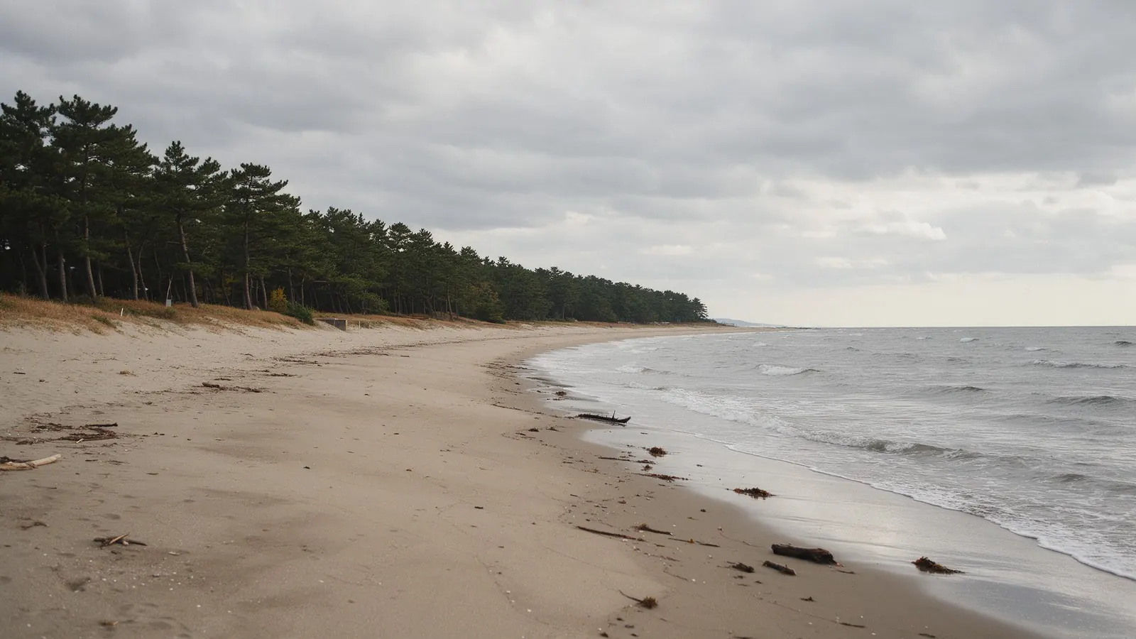 A pine-backed beach under a grey sky: the Onga coast is quiet outside the exhibition weeks.