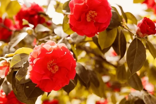Red camellia flowers among green leaves.
