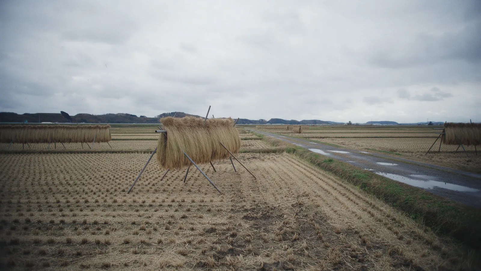Harvested rice fields with drying racks under a grey sky: Shonai is rice country.