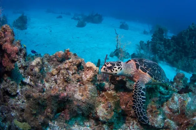 A sea turtle over a reef: the Kerama waters are known for snorkelling.