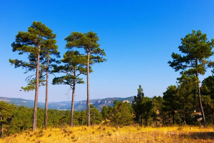 Tall pine trees against a blue sky: pine is the tree that lines the whole sandbar.