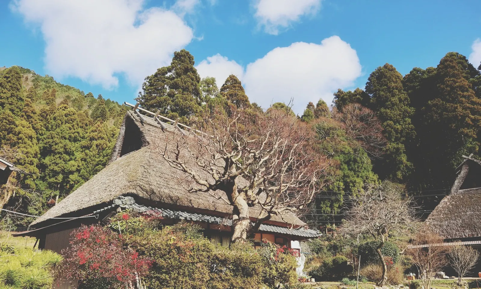 A thatched-roof farmhouse in the Japanese countryside.