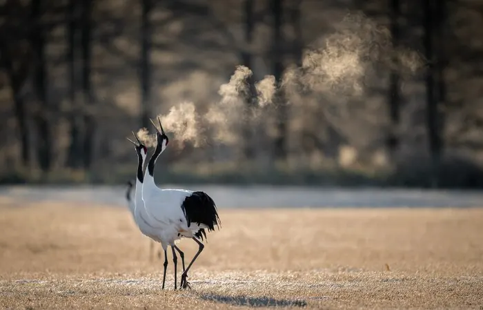 Red-crowned cranes breathing out in the cold air of a Kushiro morning.