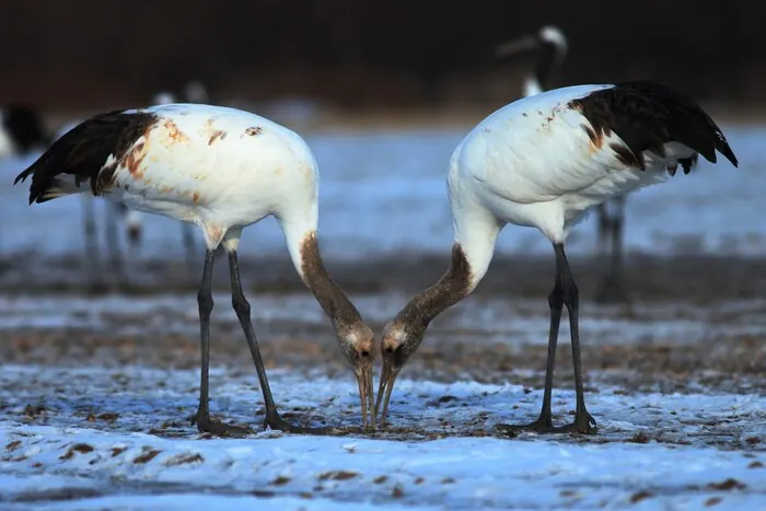 Red-crowned cranes in a snowy Hokkaido field: in winter they gather at feeding grounds near Kushiro.