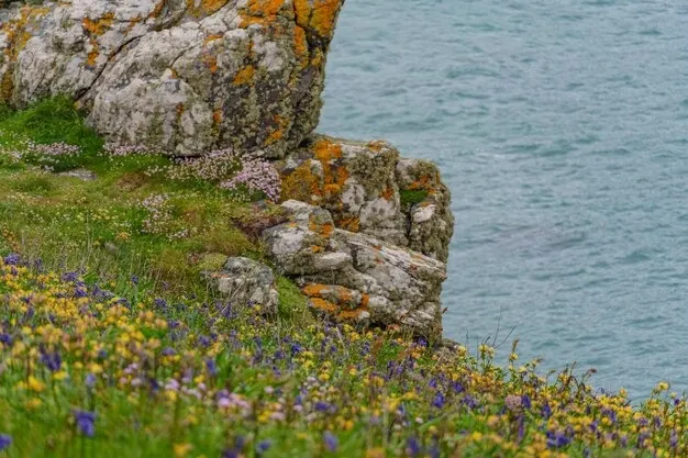 Wild flowers on a rocky sea cliff in summer.