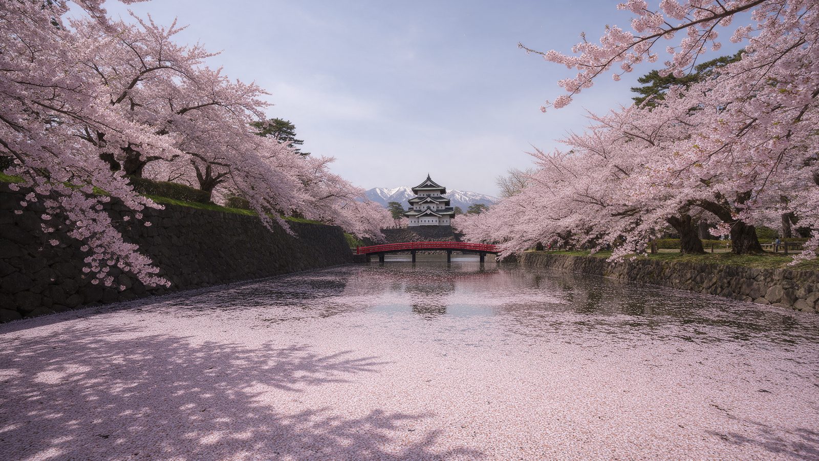 Hirosaki Cherry Blossom Festival in Hirosaki Park, Aomori